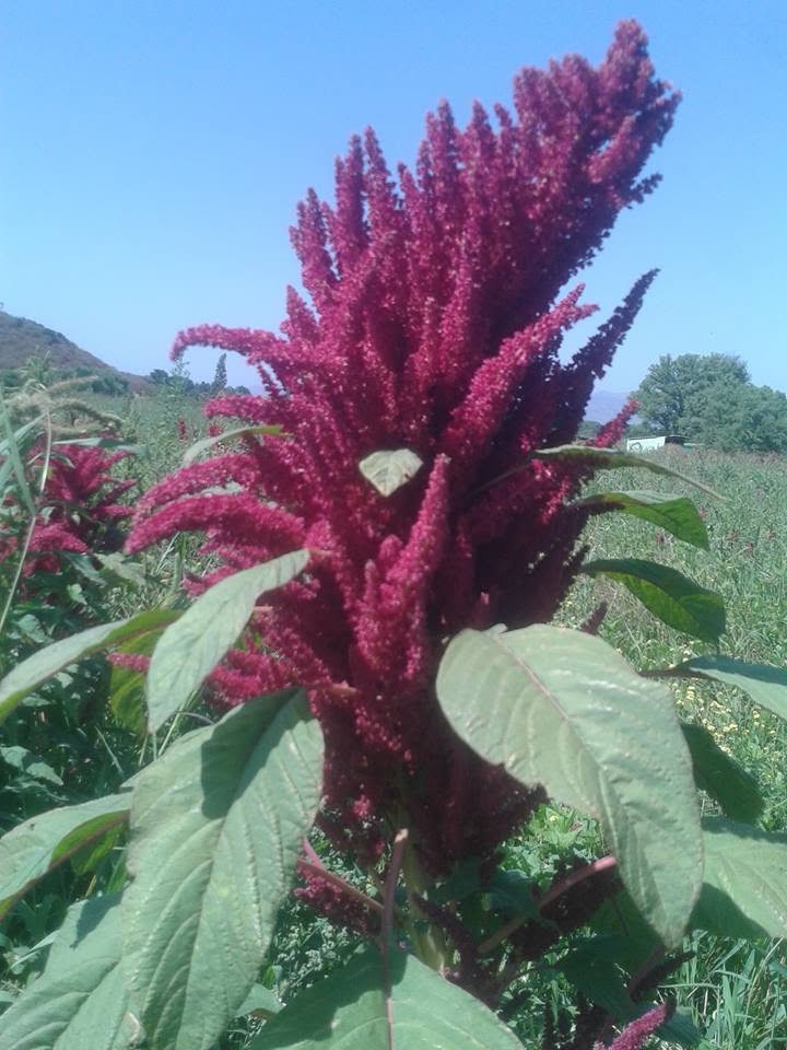 Deep red amaranth growing in a field