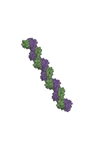 Two colored strands of an idealized J23101 B-DNA double helix.